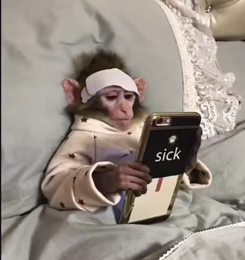 Sick monkey mascot lying in bed with a bandage on its head, holding a phone that reads SICK